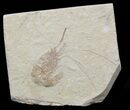 Cretaceous Fossil Shrimp Carpopenaeus - Lebanon #40470-1